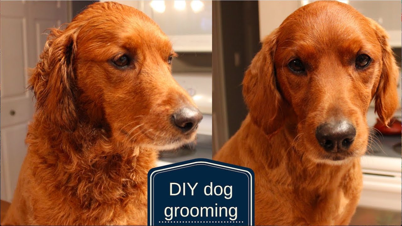 DIY Dog Grooming | How to Cut Your Dog's Hair at Home | Veronica Young