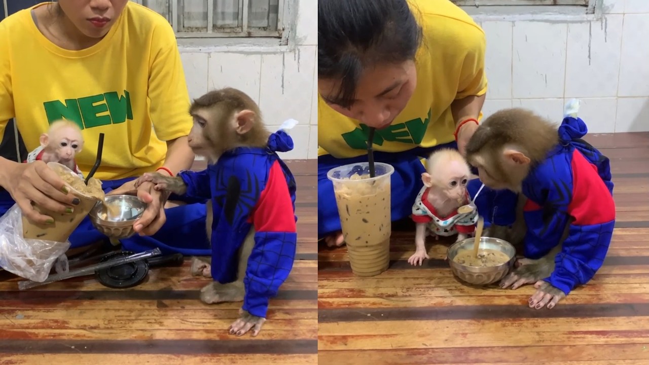 Делиться — значит проявлять заботу! 🥤 Мои обезьянки наслаждаются вкусным ледяным десертом