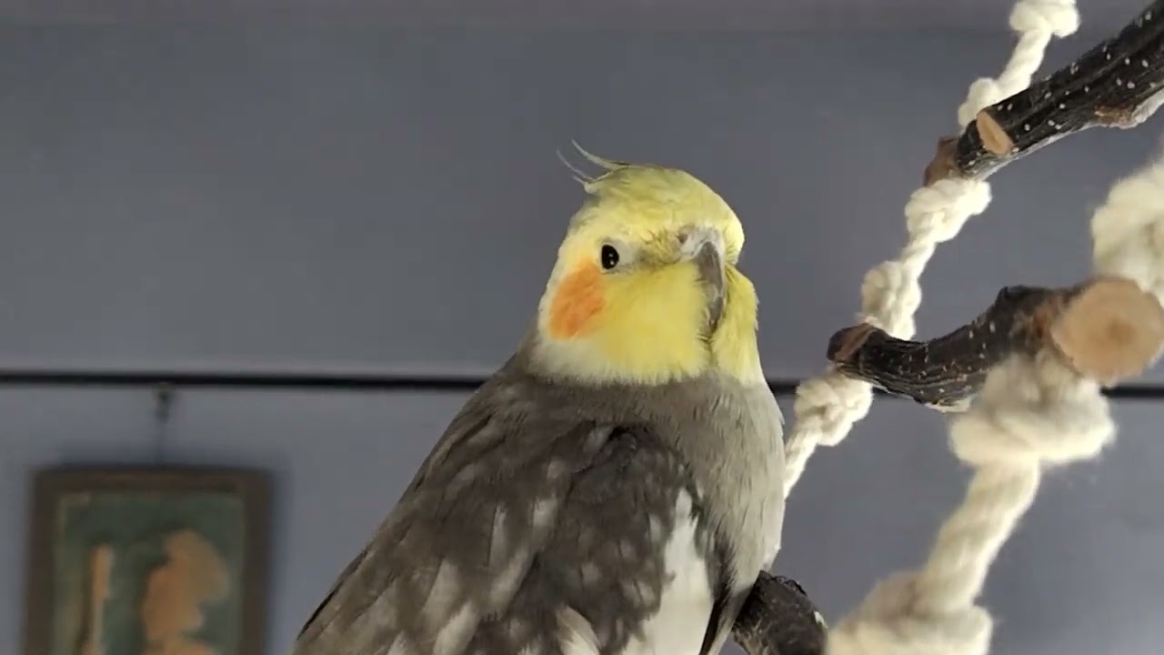 みずぽん一家　タキレツ兄弟で放鳥time　どっちがドッチかわかるかな？