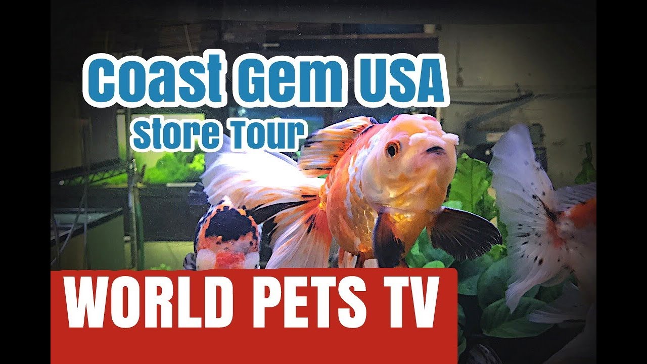 Coast Gem USA Goldfish Store Tour