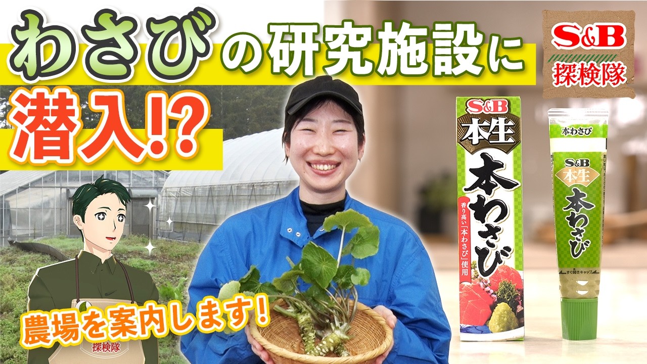 【潜入！】エスビー食品のわさびの秘密を調査せよ！【S&B探検隊】