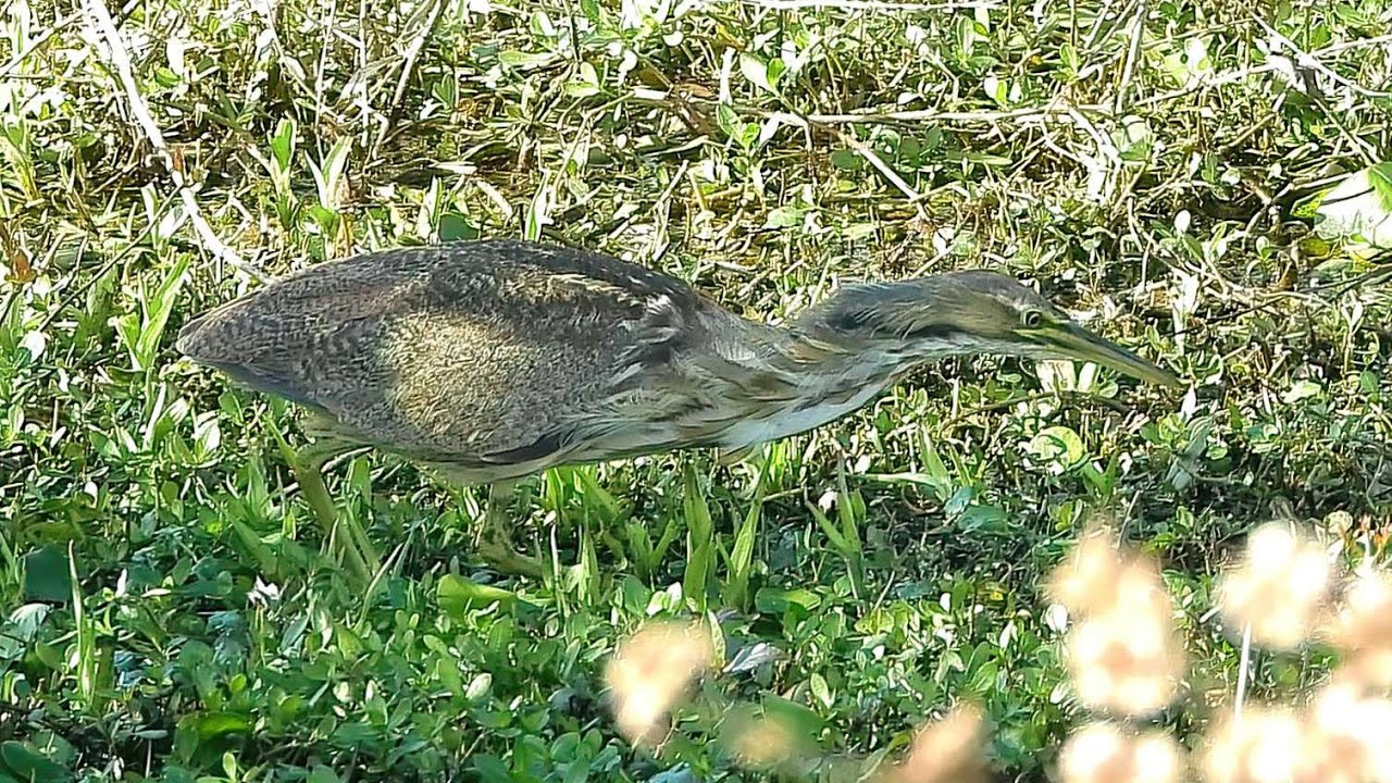 American Bittern - Pat O'Neils Video Birds
