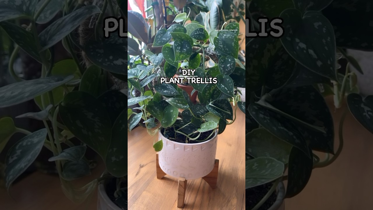 Hermoso Plant Trellis🪴☘️ #diy #plantlover #potus #plantlady  #plants #trellis #tutorial #trending