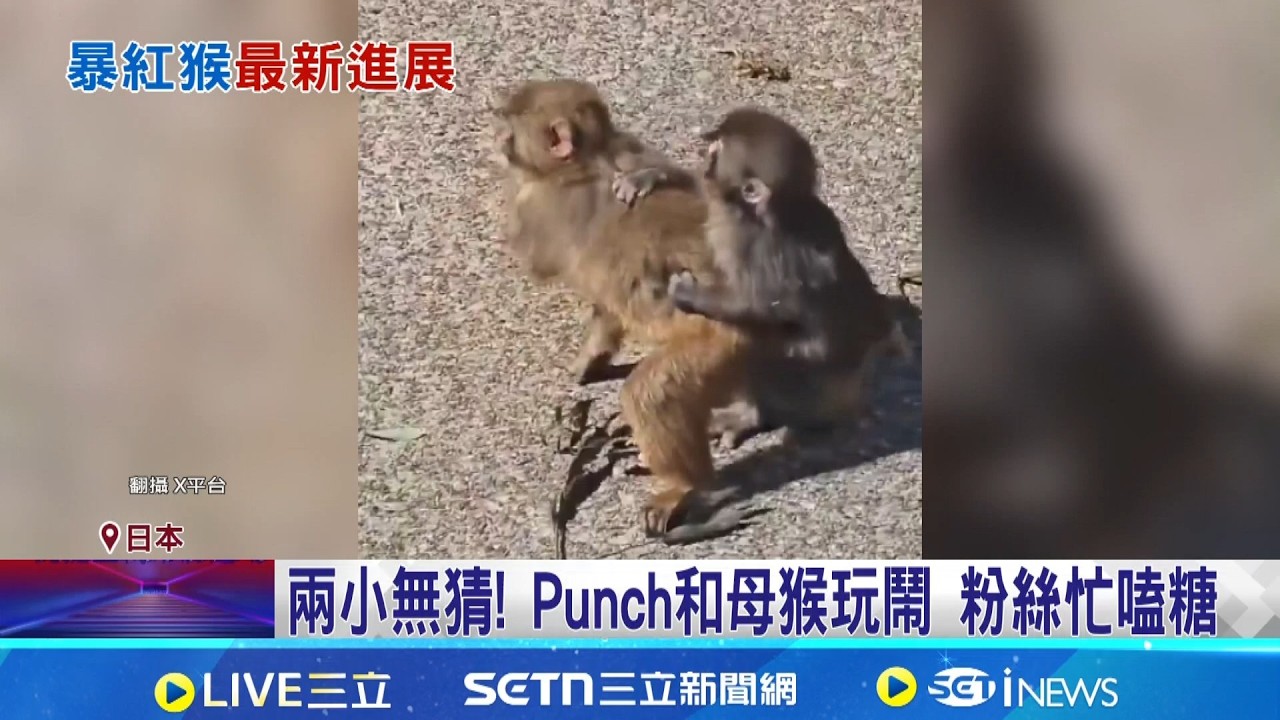 日小猴Punch戀愛了? 和母猴