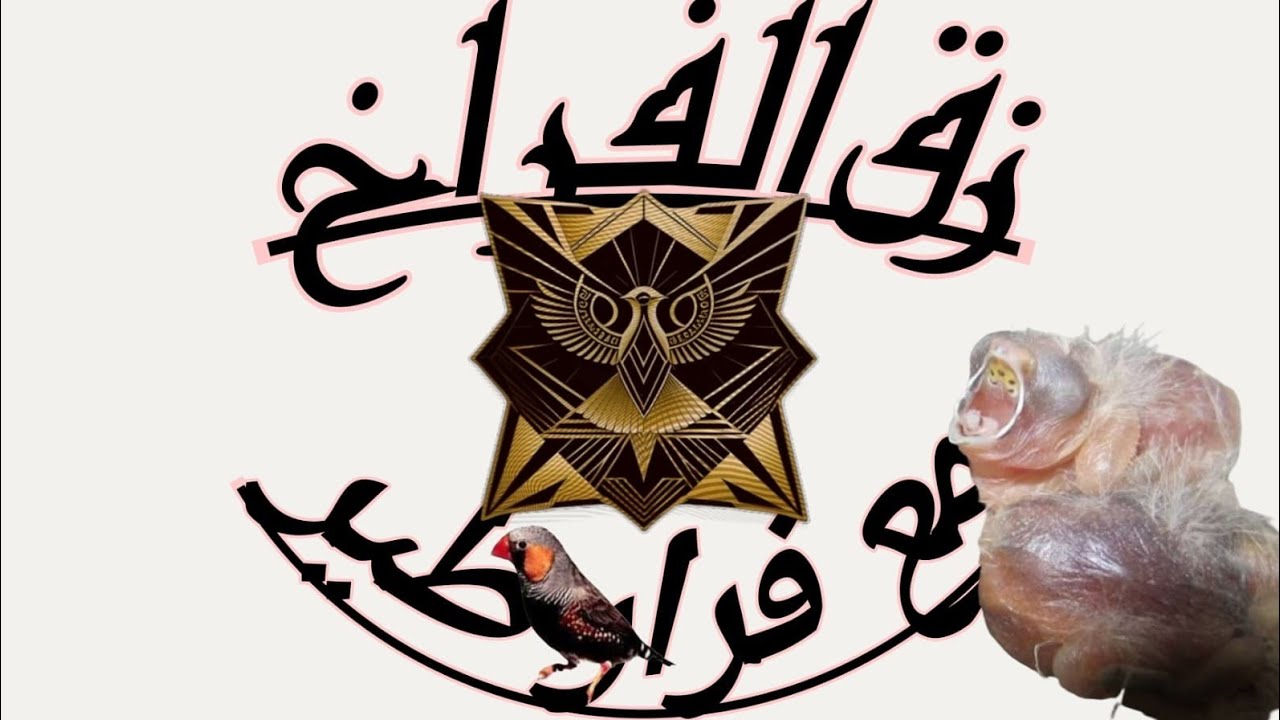 35#/زقيت فراخ الكناري🐦 والمشكله ما زالت🐦🐦