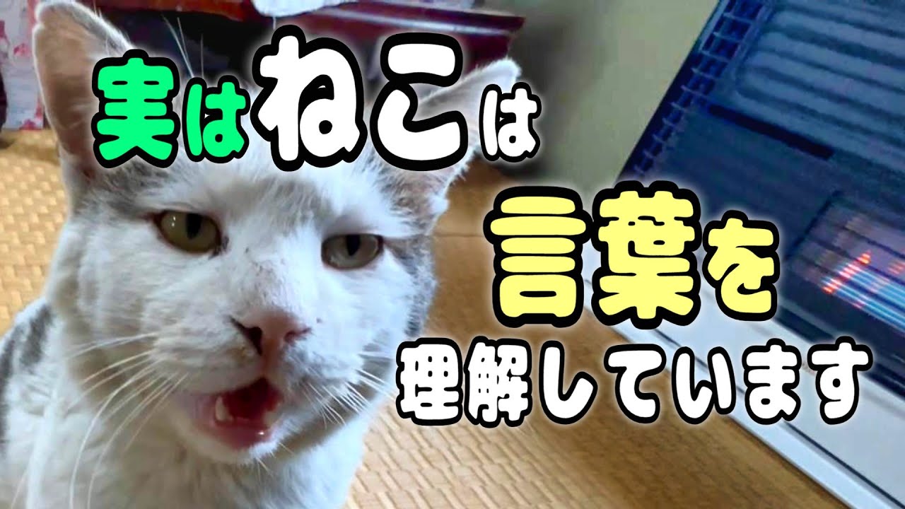 【猫と会話】帰宅しなかったシロと翌日に交わした心温まる4つのシーン【オリジナルBGM】