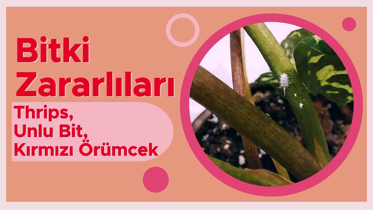 Pamuk Biti - Kırmızı Örümcek Sorunu - Trips // İçmekan Bitki Zararlıları İle Savaşma Yolları
