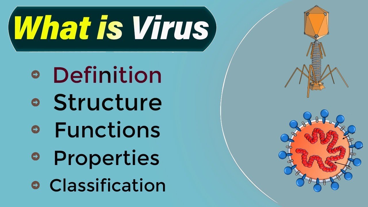 Human Viruses Explained: Structure, Classification, and Functions of Viruses