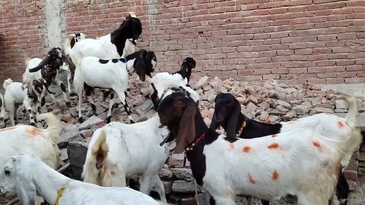 Mustafa Goat Farm Jaunpur Mo.(9389512669)(6390501328)