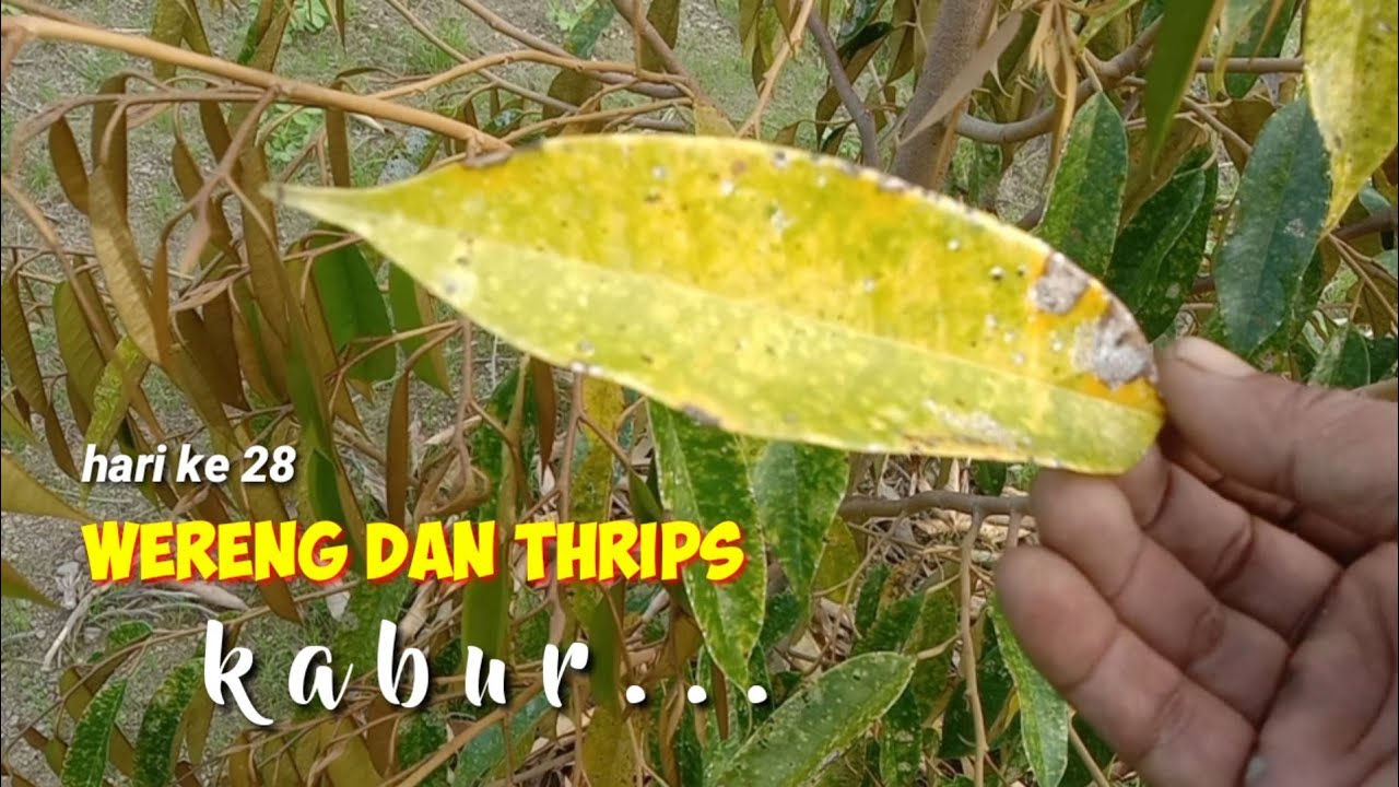 Racun Ampuh untuk mengatasi serangan Wereng pada tanaman Durian Montong
