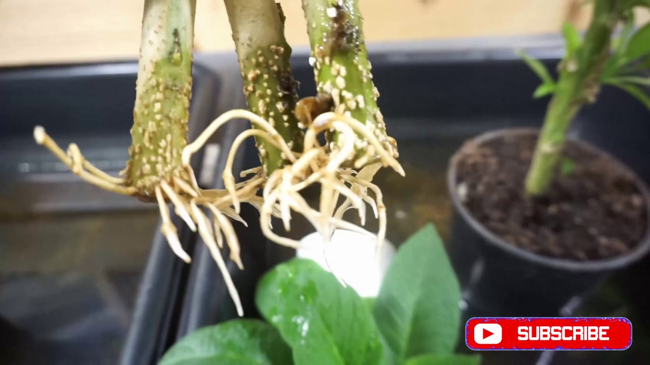Rooting Brugmansia Cuttings In Water or Dirt?