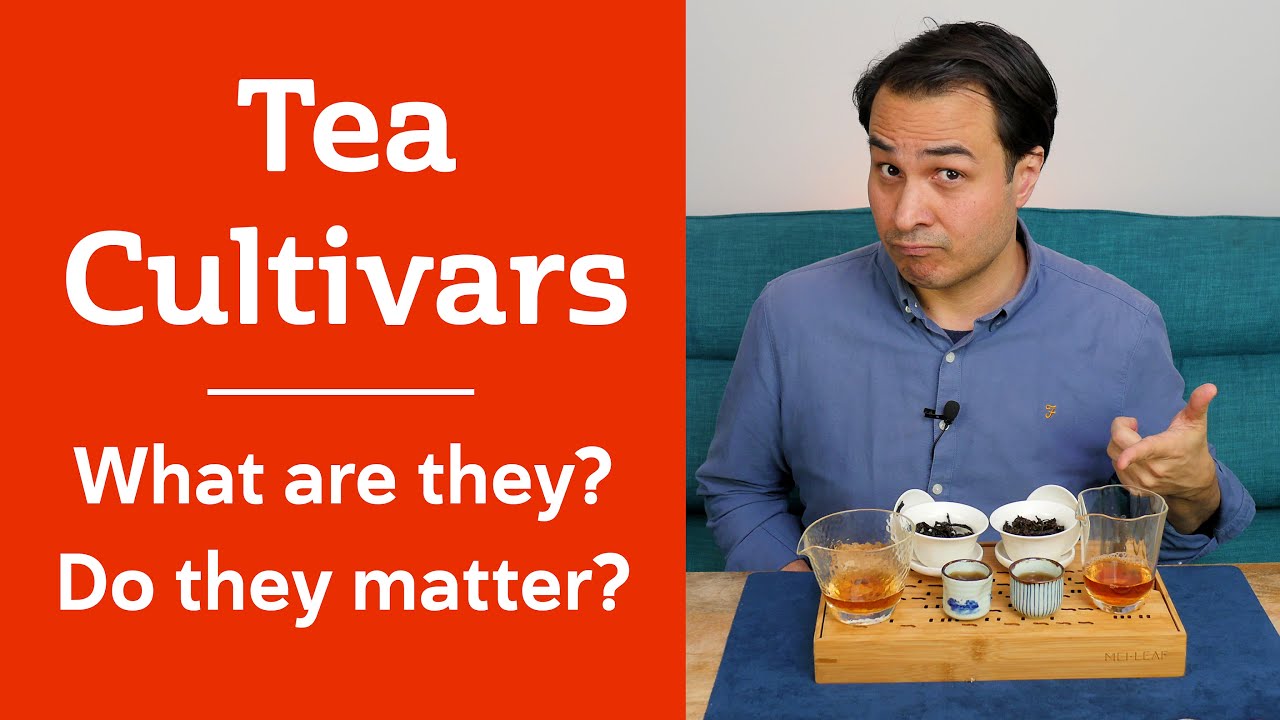 TEA CULTIVARS - Why do the same cultivars taste so different?