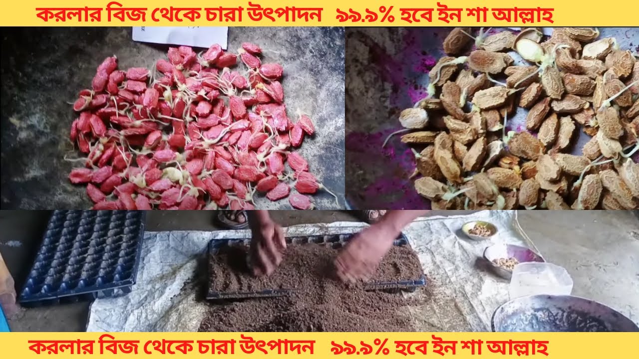 করলার বিজ থেকে চারা উৎপাদন । ৯৯.৯% হবে ইন শা আল্লাহ