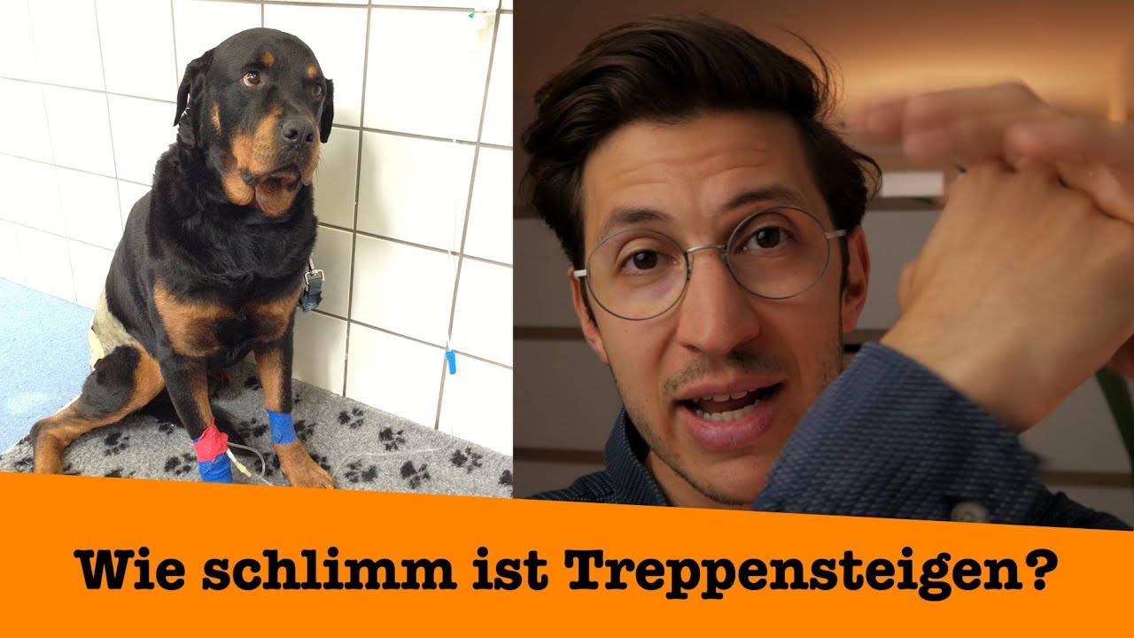 Wie gefährlich ist Treppensteigen für euren Hund? Der Tierarzt klärt auf
