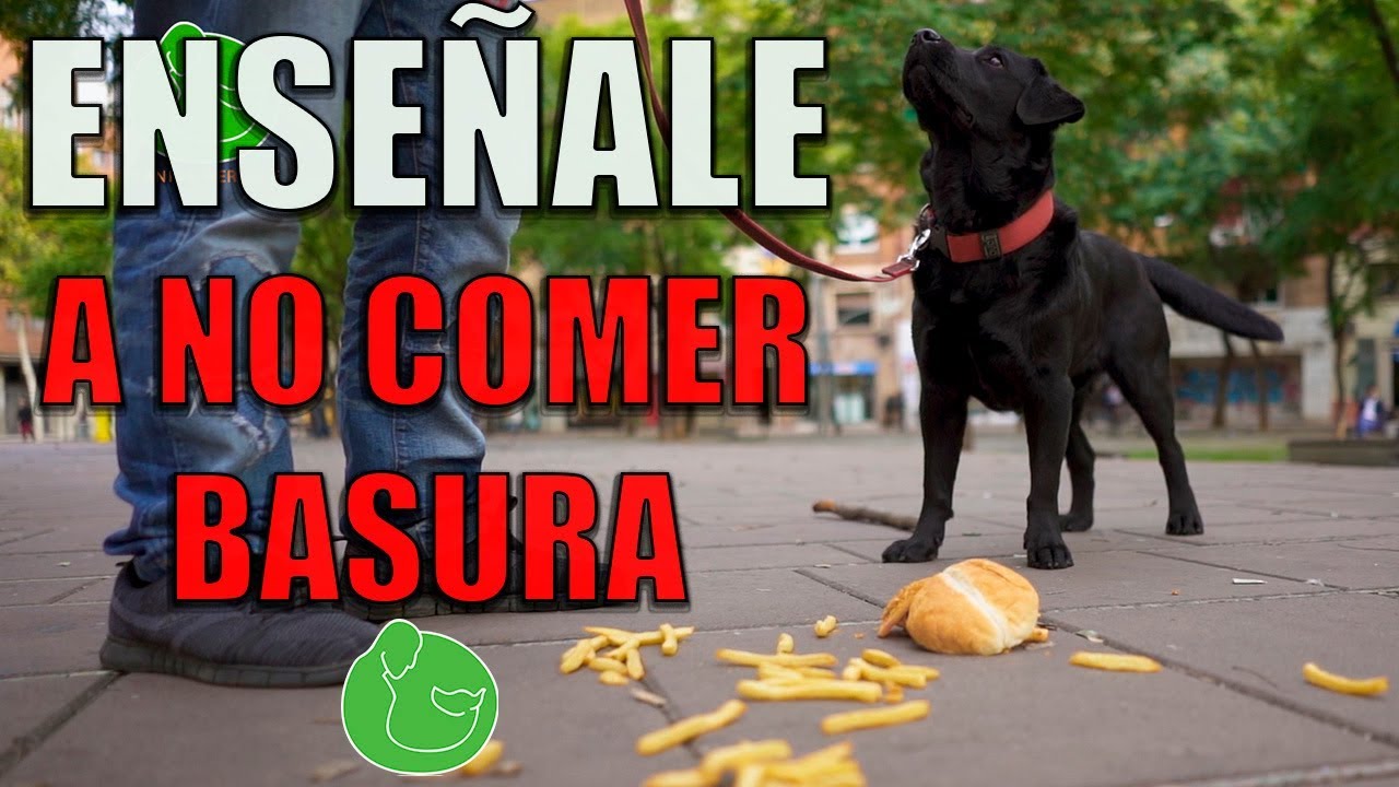 Cómo  ENTRENAR PERRO a NO COMER nada del SUELO (Adiestramiento Rechazo comida y basura)