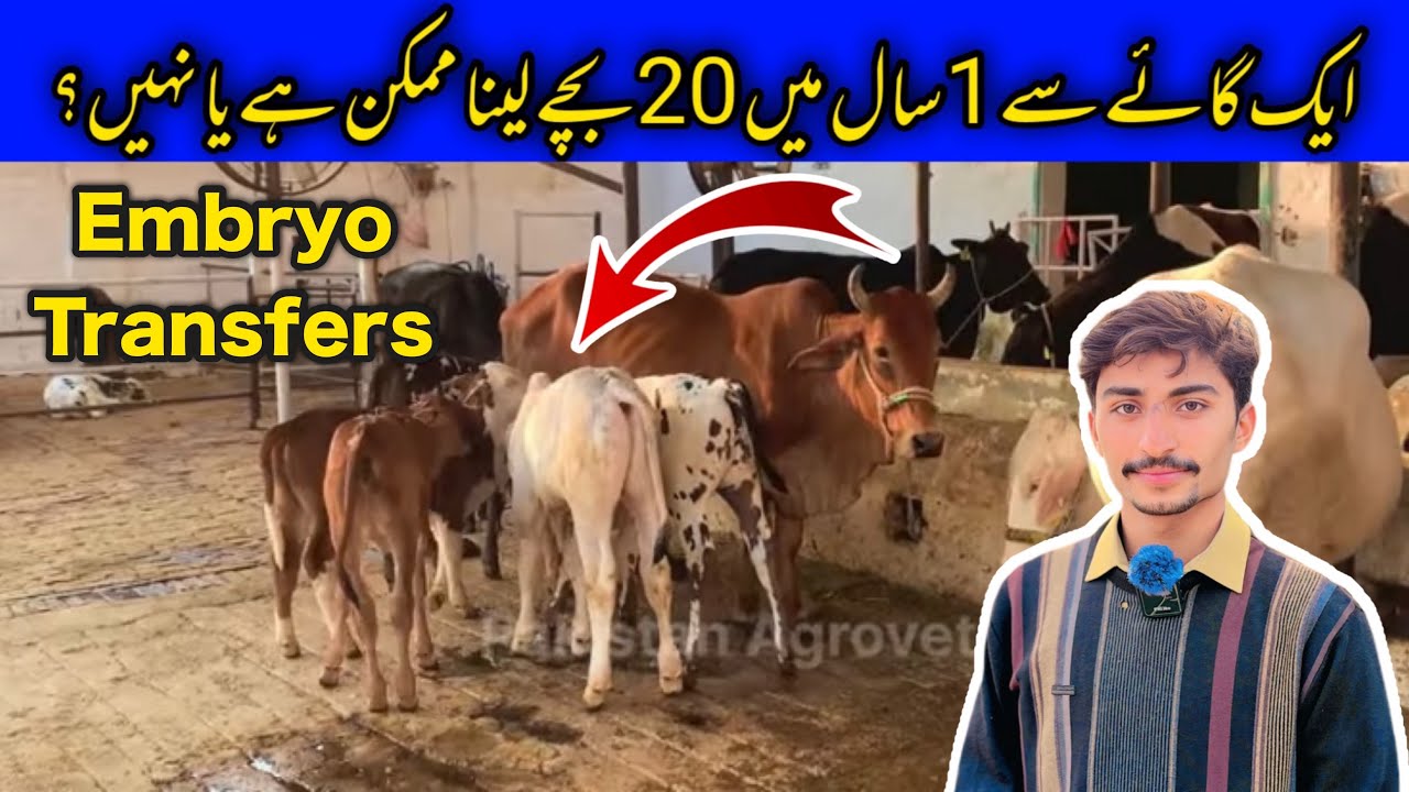 Embryo Transfer (IVF) Cost And Benefits Best Seman In Pakistan 