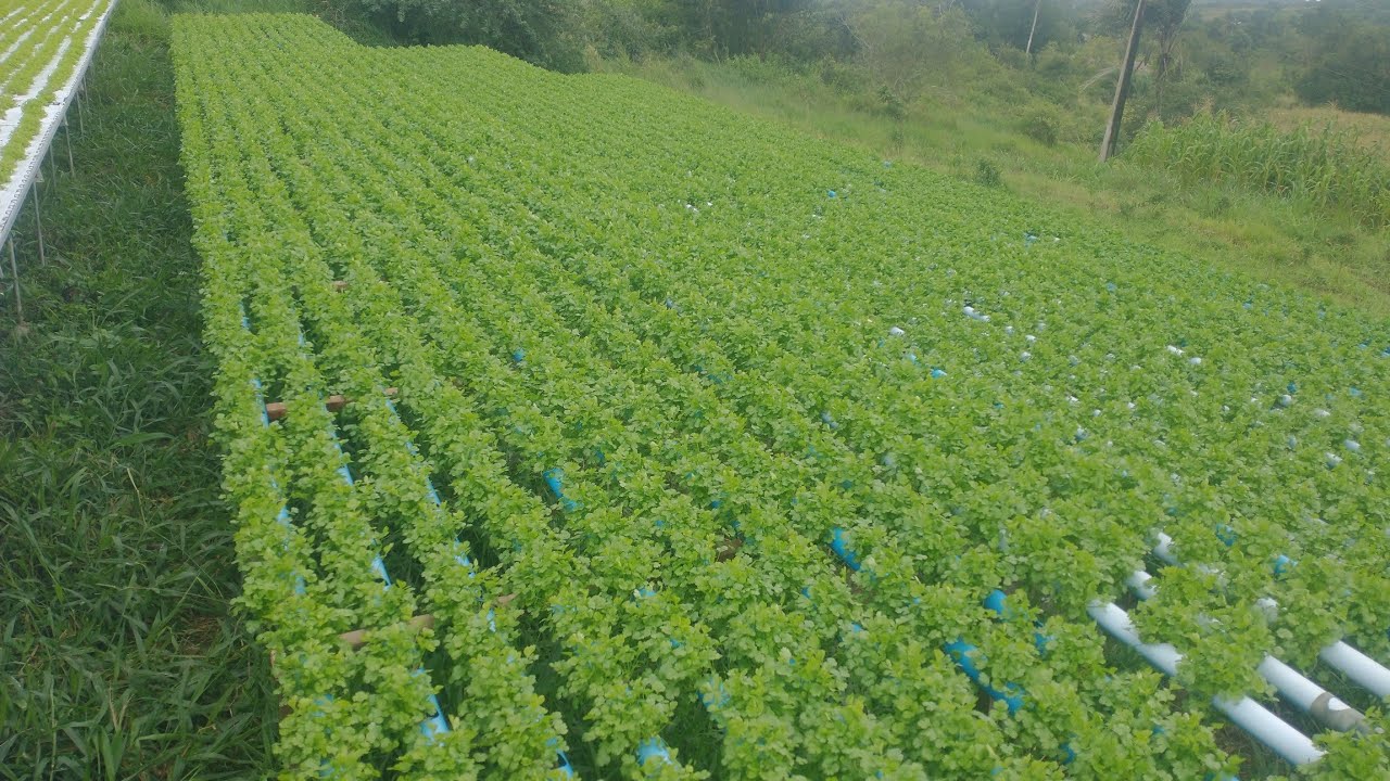 hidroponia no cano de 50 mm + quantidade de furos e declividade das bancadas + morredor de Coentro