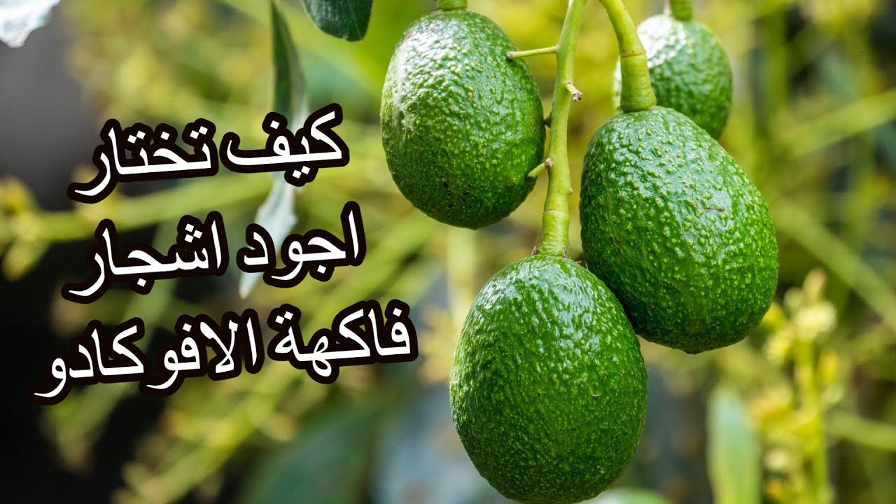 هذا المشتل هو مصدر اشجار الافوكادو ذات الجودة العالية والانتاجية الوفيرة