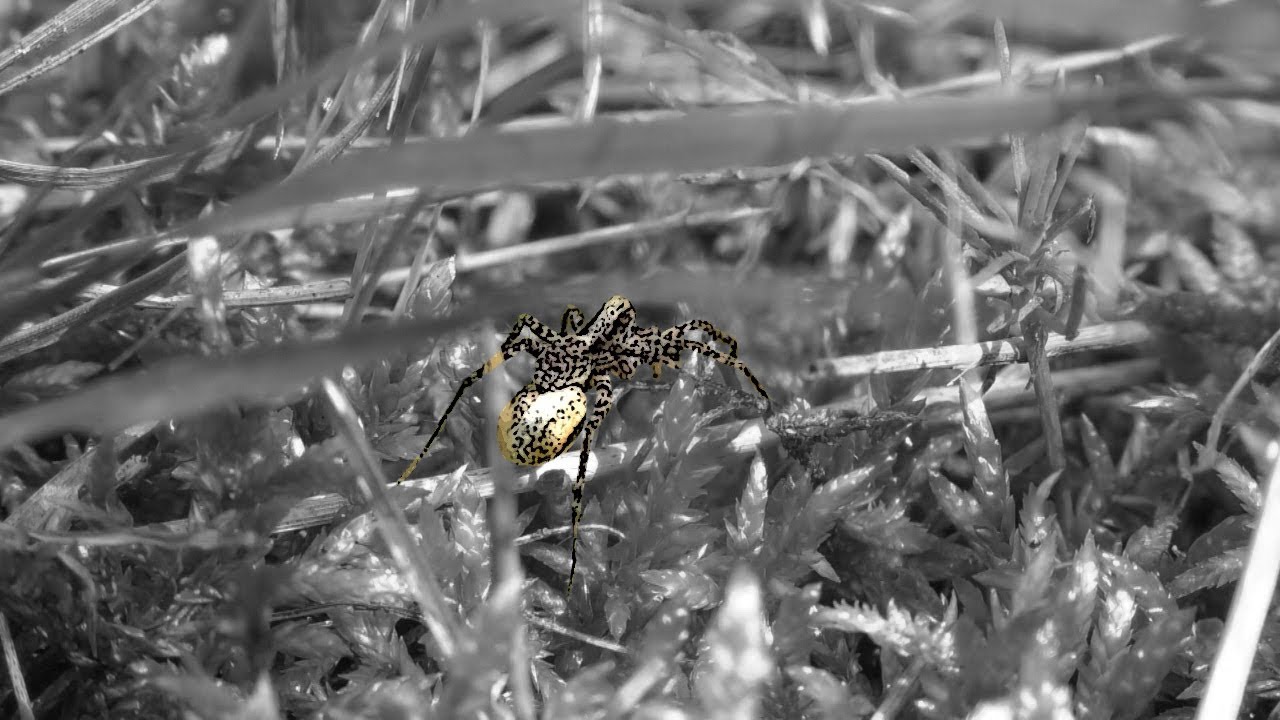 Closer to the nature 6: Wolf spiders (Lycosidae)