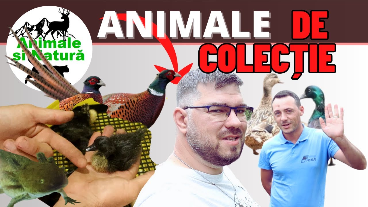 Colectia de păsări a lui Ionuț te va surprinde!