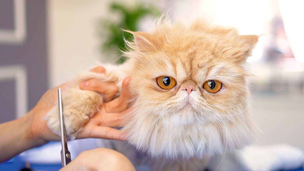 Просто глядя на большие, красивые глаза этого кота, вы чувствуете себя спокойно!!😻🛁✂️❤️