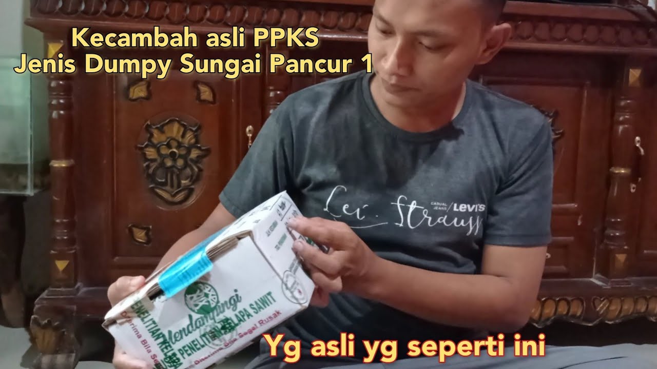 Unboxing Bibit Kecambah Kelapa Sawit PPKS Dumpy melalui Aplikasi My Sawit 2021