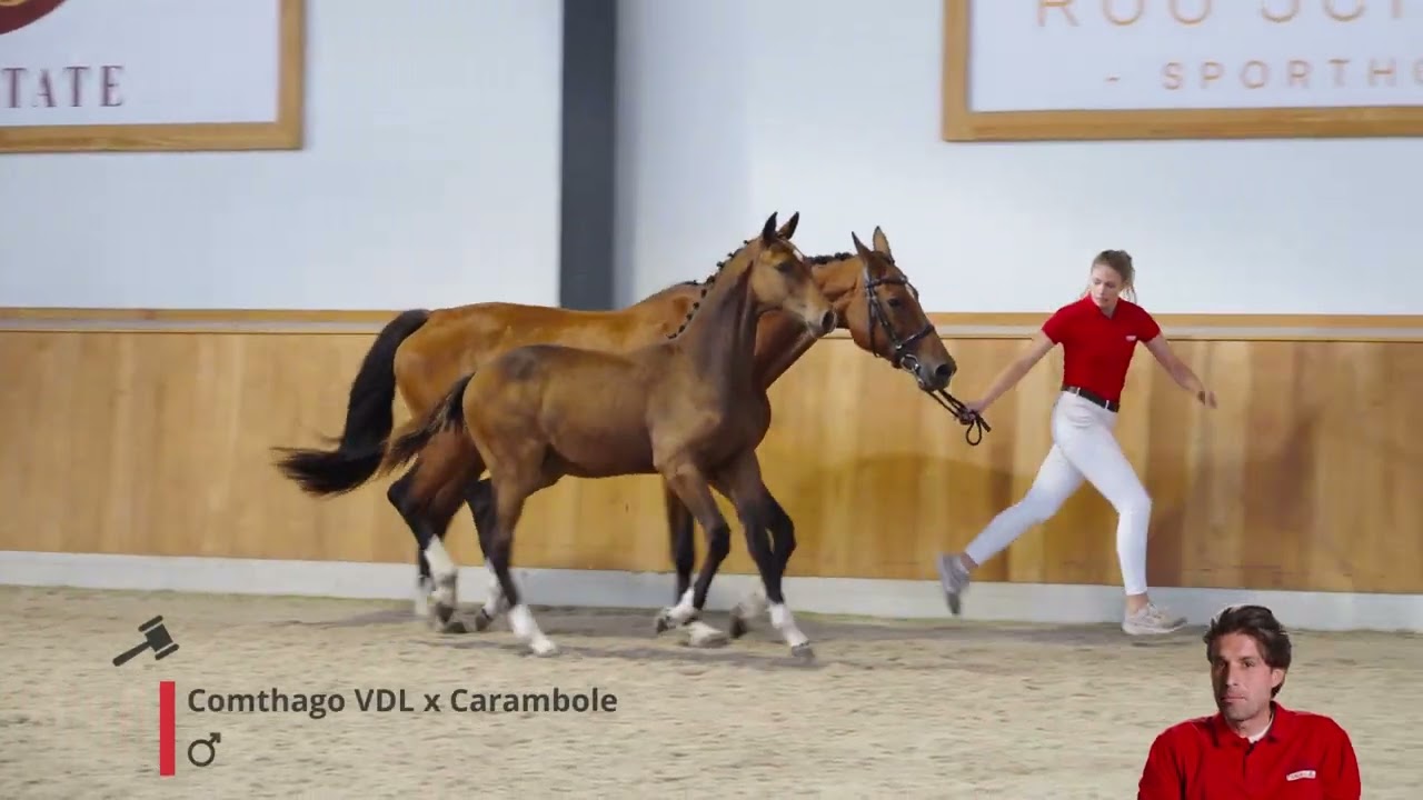 United W (Comthago VDL x Carambole)