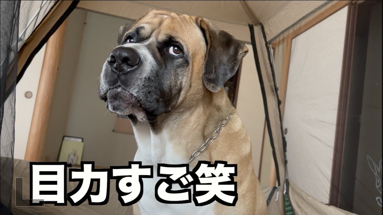 実家でも通常運転のロイw