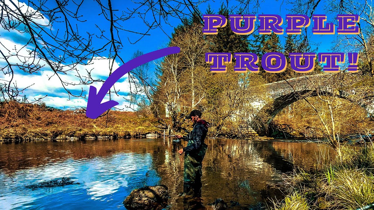 THE MOST BEAUTIFUL SCOTTISH TROUT EVER! 🏴󠁧󠁢󠁳󠁣󠁴󠁿🎣 (4K)