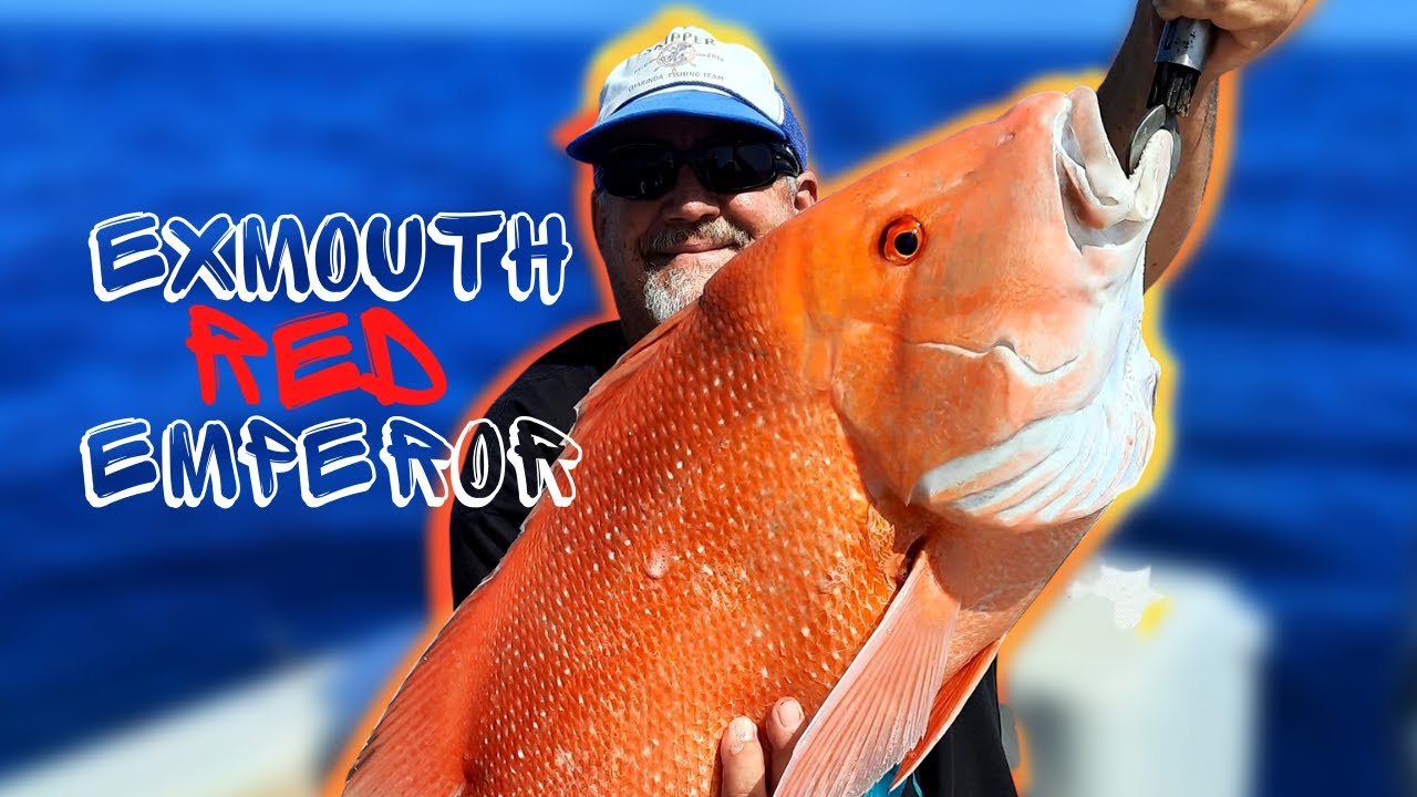 RED hot Fishing! Emperor, Cod & more cool Whale shark encounter + SPECIAL ANNOUNCEMENT! #Exmouth