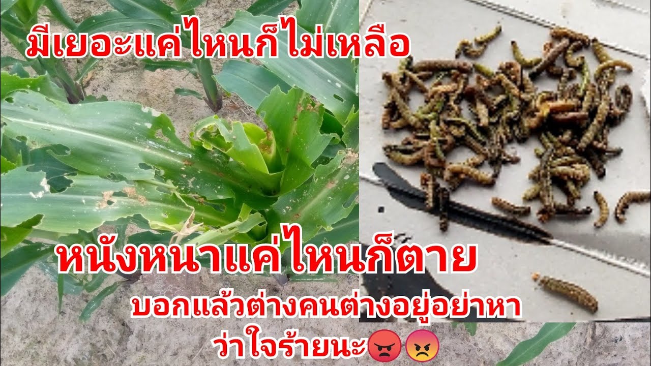 หนอนกระทู้ข้าวโพด.!!กำจัดได้ไม่ยากแค่ทำตามสูตรนี้.!!??ได้ผลแน่นอน