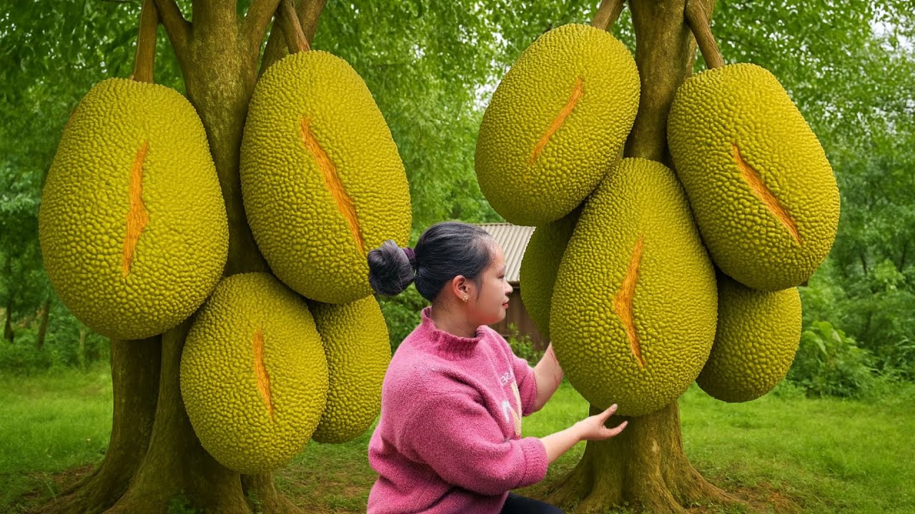 Harvesting 1000+ Jackfruit And Selliing It At The Countryside Market, Cooking, Gardening