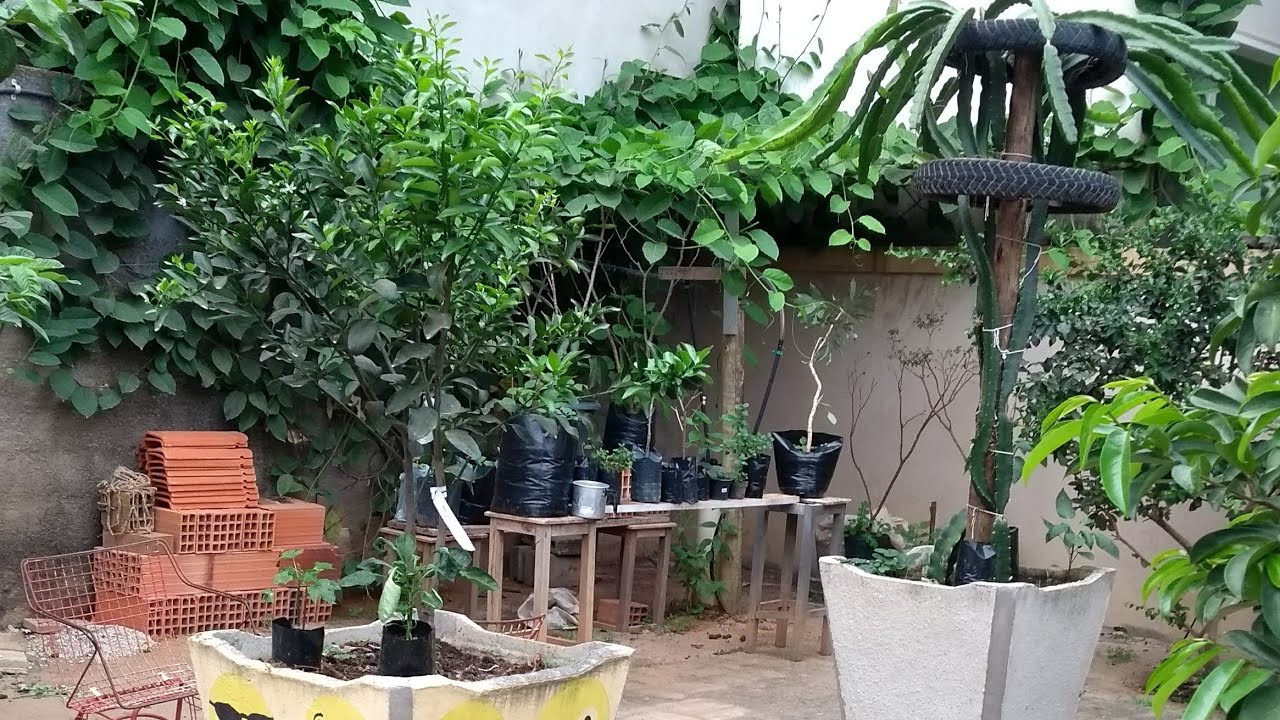 MEU POMAR EM VASOS