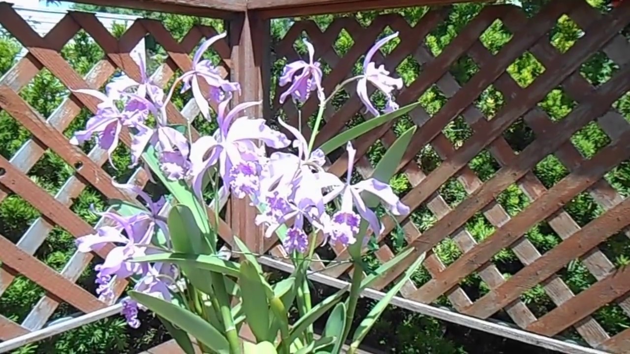 Cattleya maxima May 26, 2016