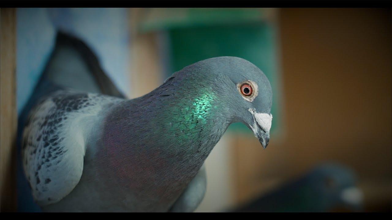 🂡 NO TODO ES TENER MEJORES PALOMAS 🂱. ¿AYUDAN? 🐾 SI, PERO...✌︎ 🤔