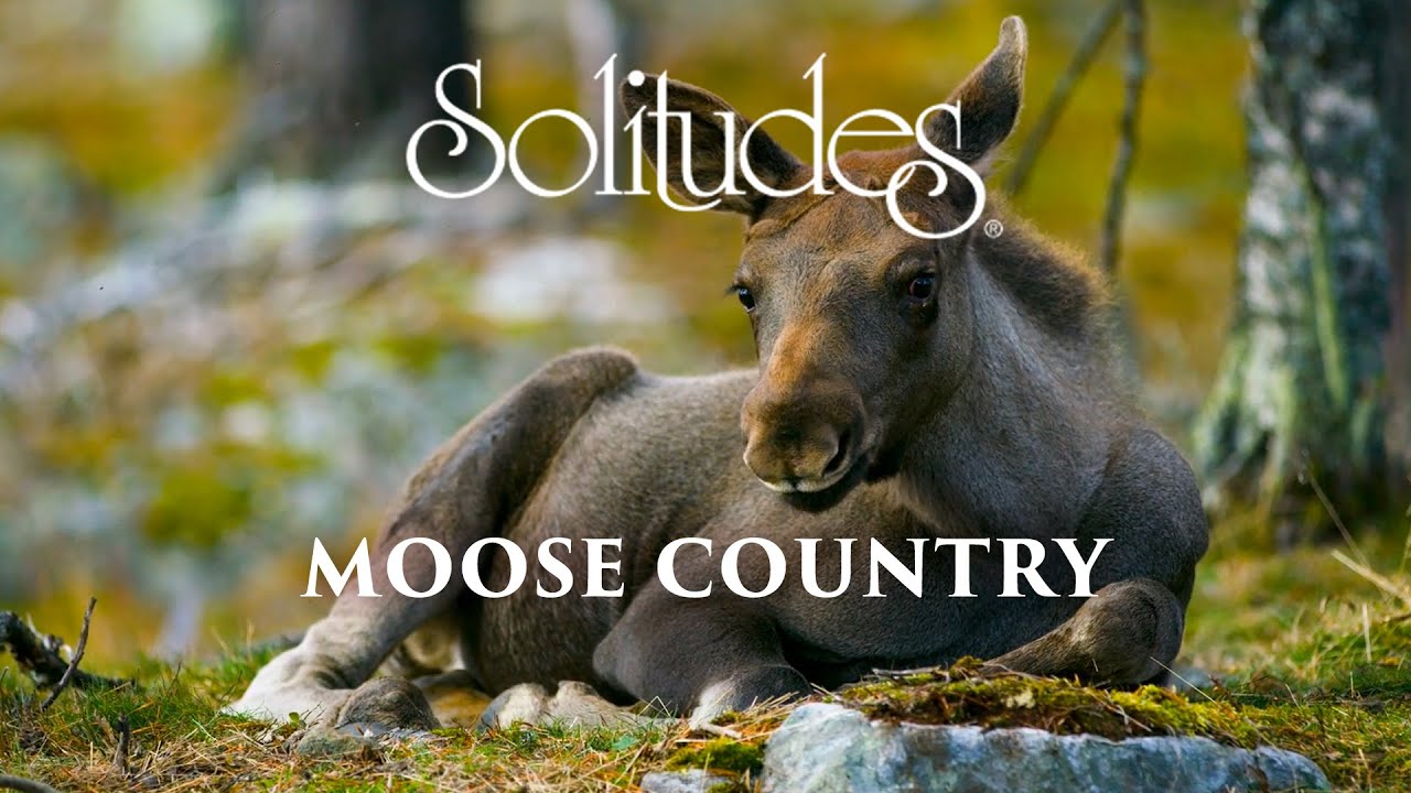 Dan Gibson&rsquo;s Solitudes - Nature in Balance | Moose Country