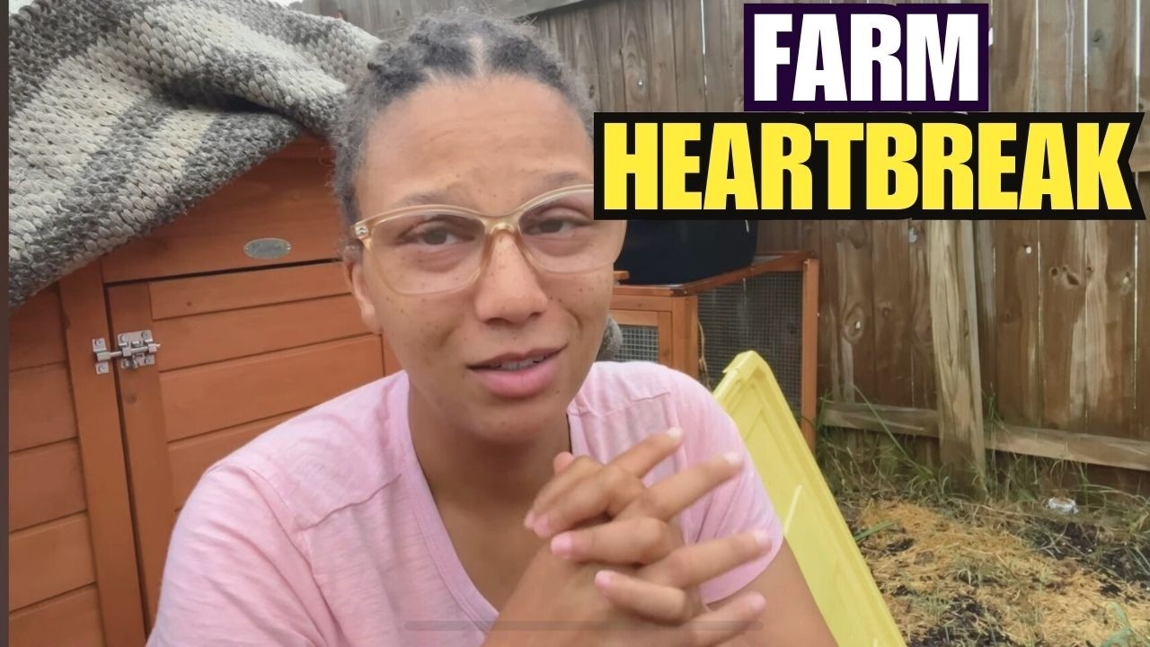 Why Baby Quail Didn’t Survive | Raising Quail for Beginners