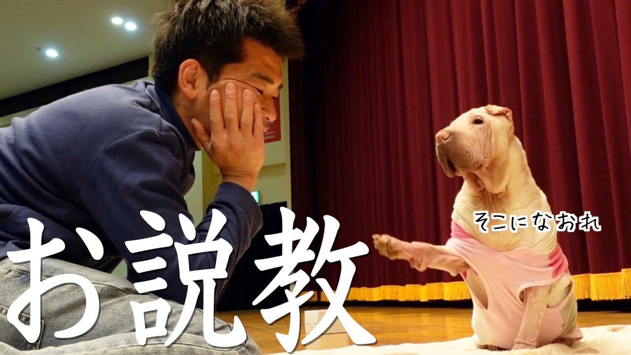 うちのお犬様🐷の「飼い主の悩み相談」が可愛くて救われる。