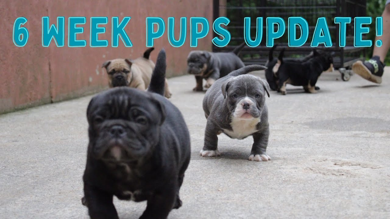 American Bully Pups FOR SALE!!