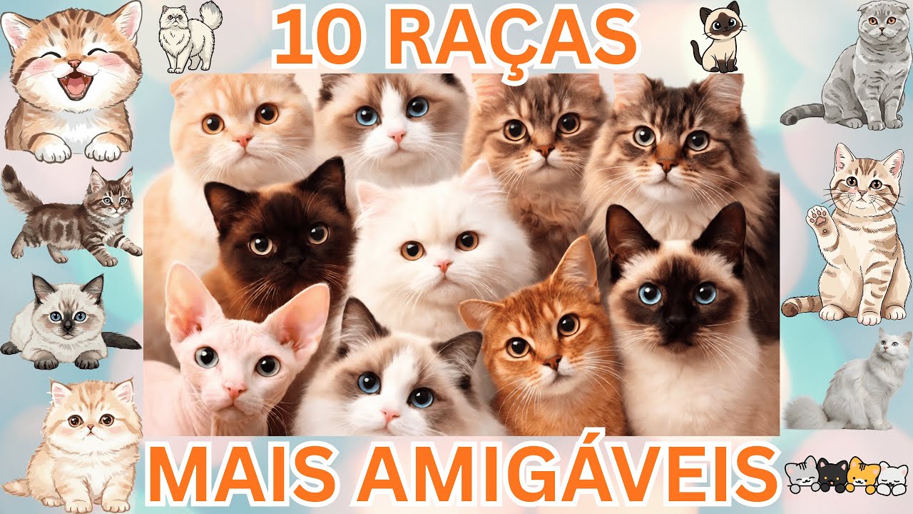 As 10 Raças de Gatos Mais Amigáveis e Carinhosas! 