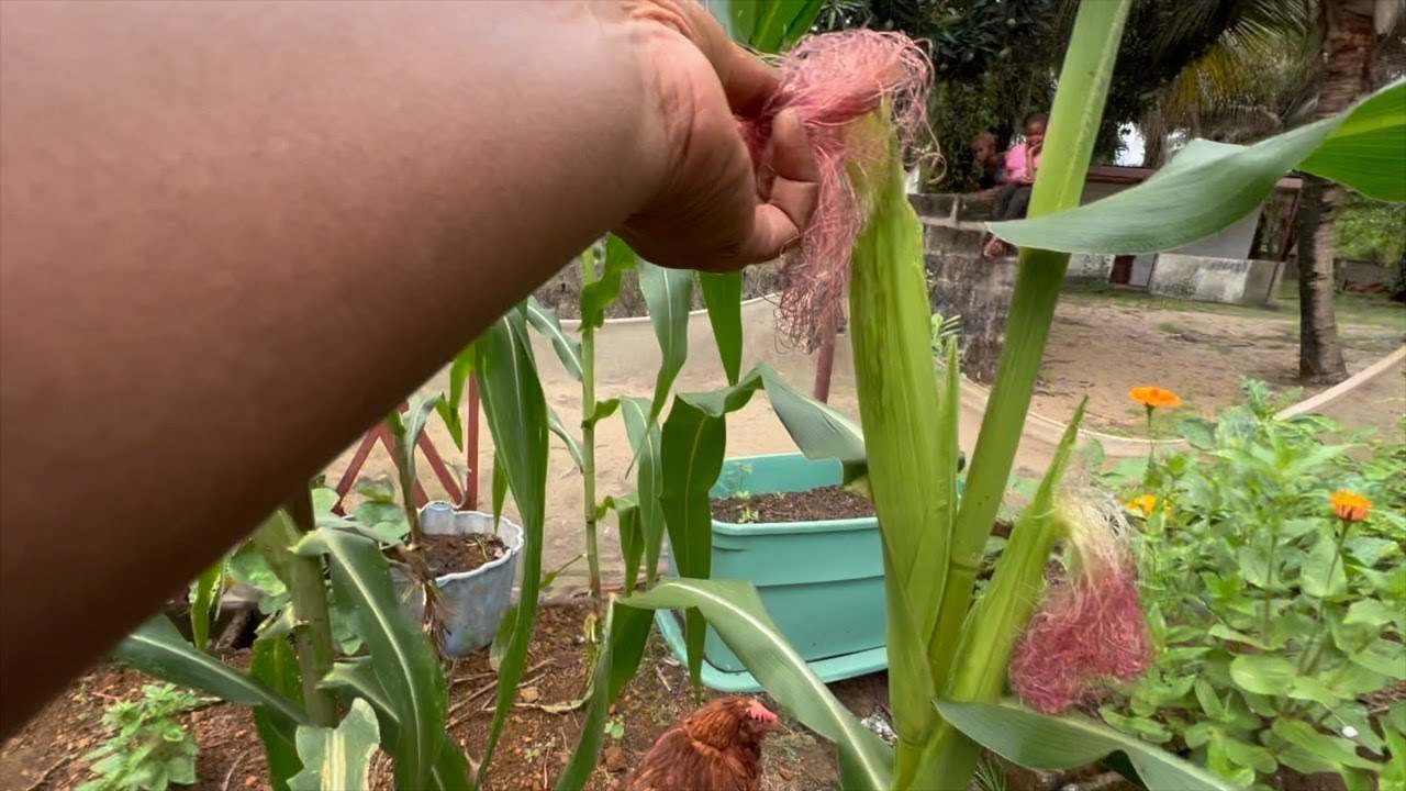 TOURING MY ORGANIC BACKYARD GARDEN IN TROPICAL COUNTRY LIBERIA🇱🇷......SO MUCH GROWTH🌱