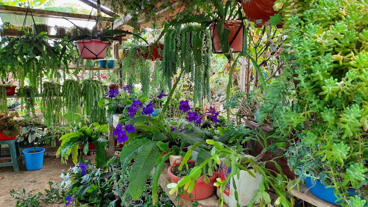 TOUR POR EL JARDÍN MAS HERMOSO DE AMAZONAS - VIVERO LAS YEDRAS - PARTE II
