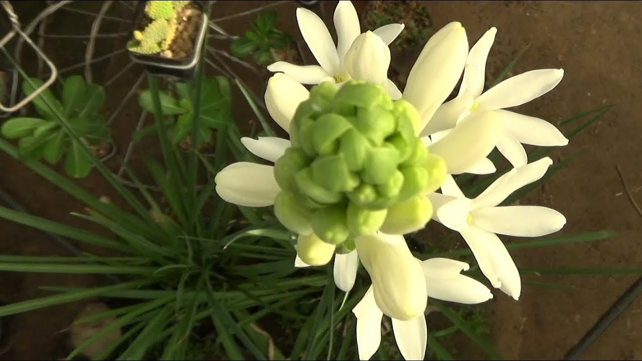 How to care Tuberose plant / রজনিগন্ধা (With English subtitle)