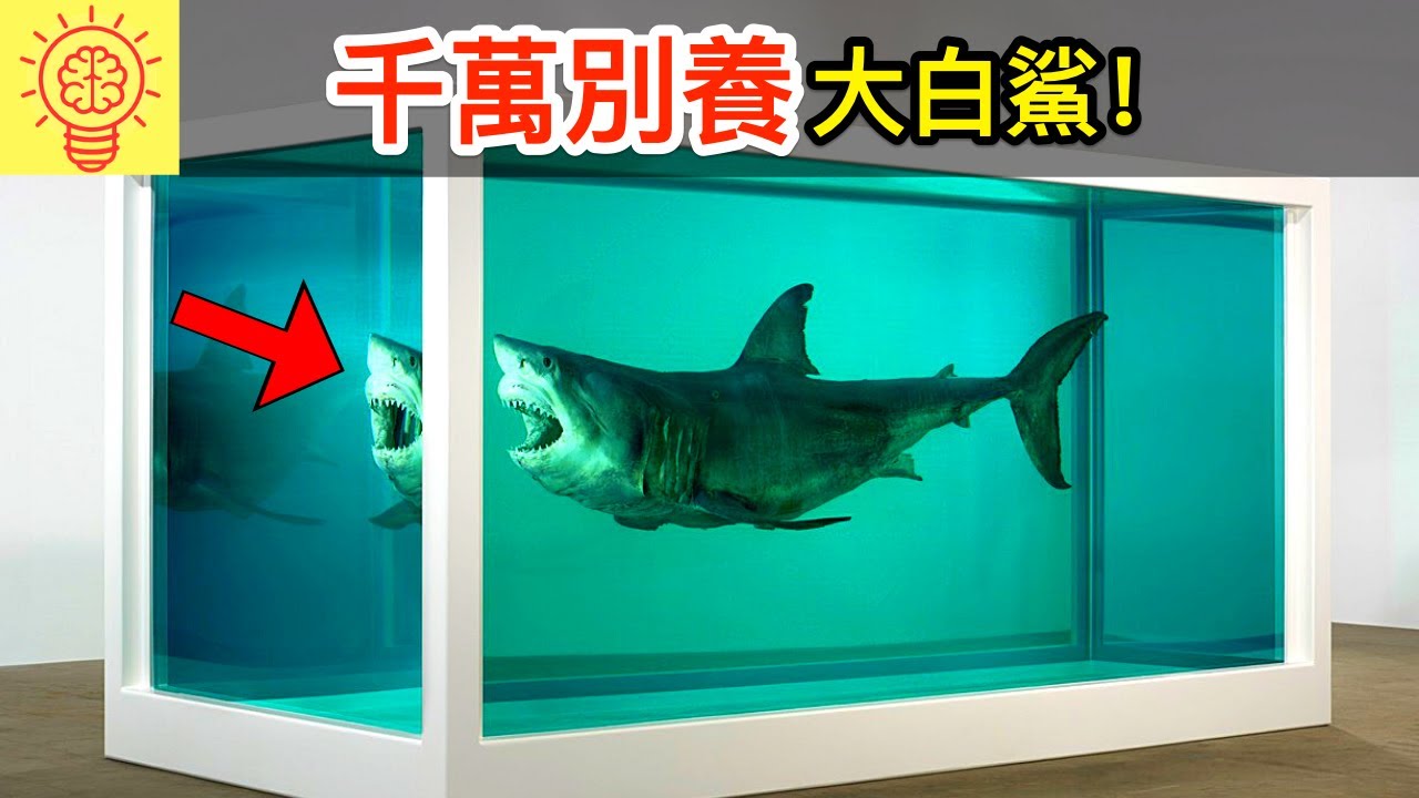 為何大白鯊竟然都沒出現在水族館!?