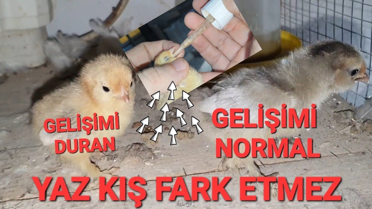 %100 CİVCİVLERDE GELİŞİM DURMASI İŞTAHSIZLIK KANAT DÜŞÜKLÜĞÜ ÇÖZÜMÜ
