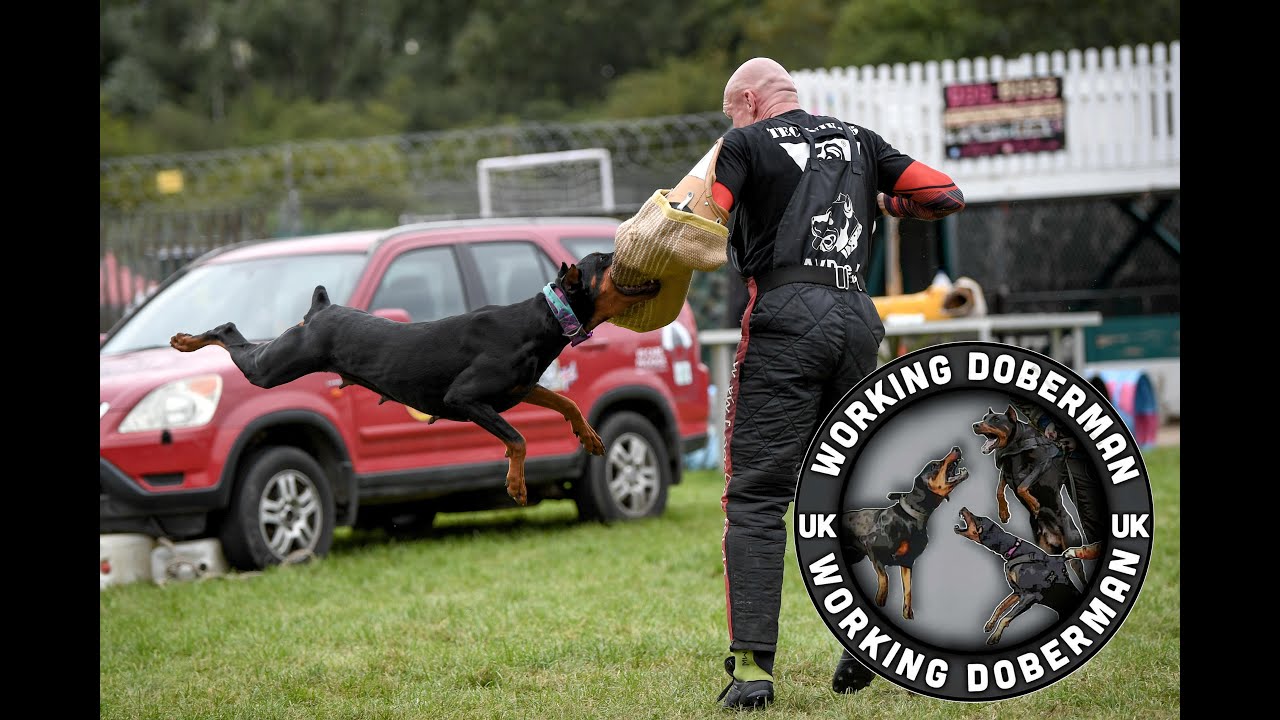 Working Doberman UK | AVD e.V Night Trials | August 2021
