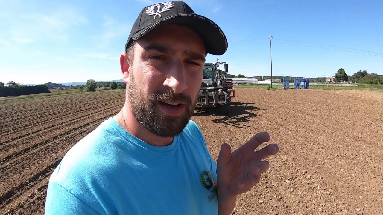 la plantation  des tomates