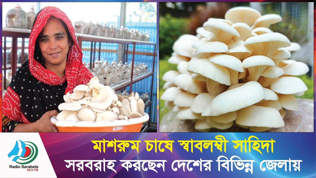 মাশরুম চাষে সফল সাহিদা | অনুপ্রেরণার এক বাস্তব গল্প | News Sarabela