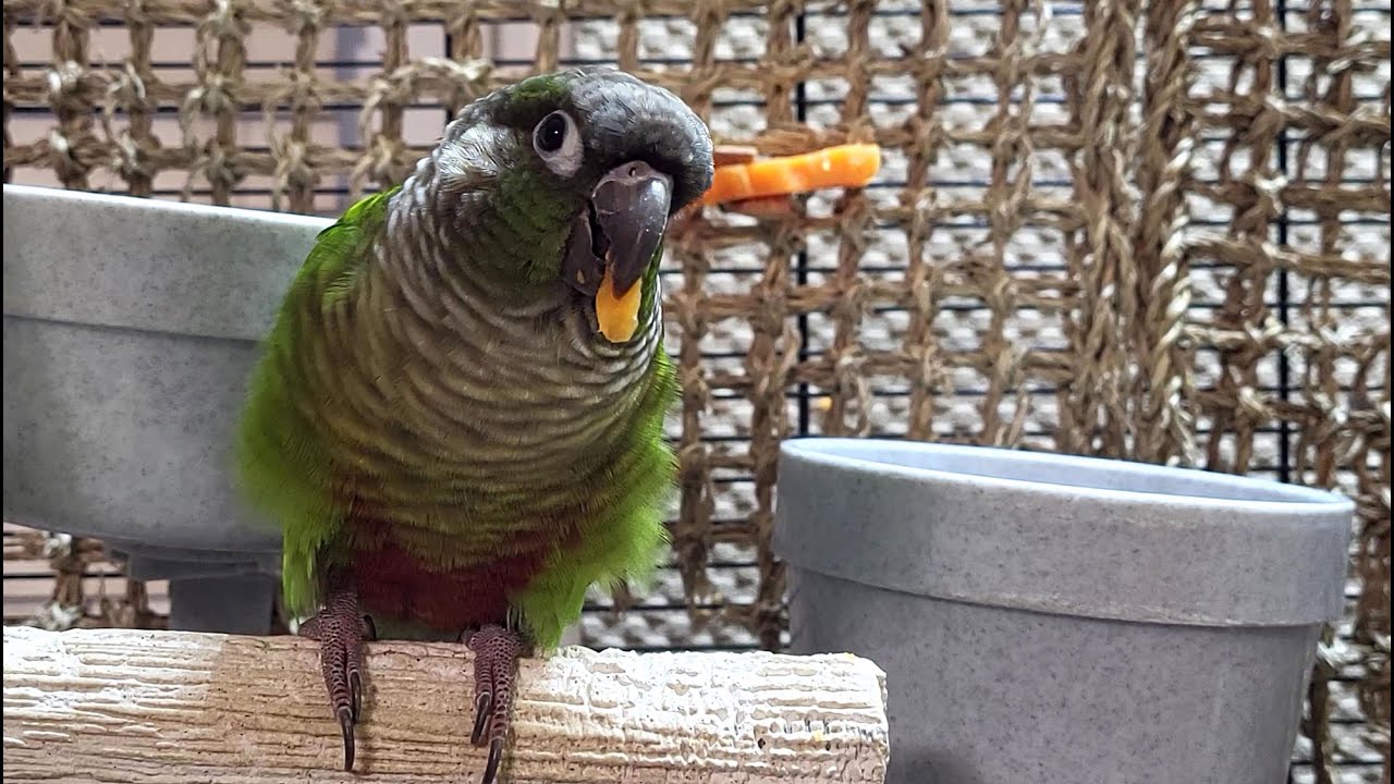 happy conure parakeet sounds