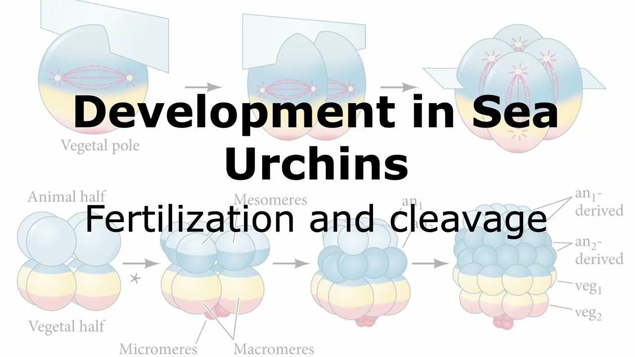 Fertilization and Cleavage in Sea Urchins